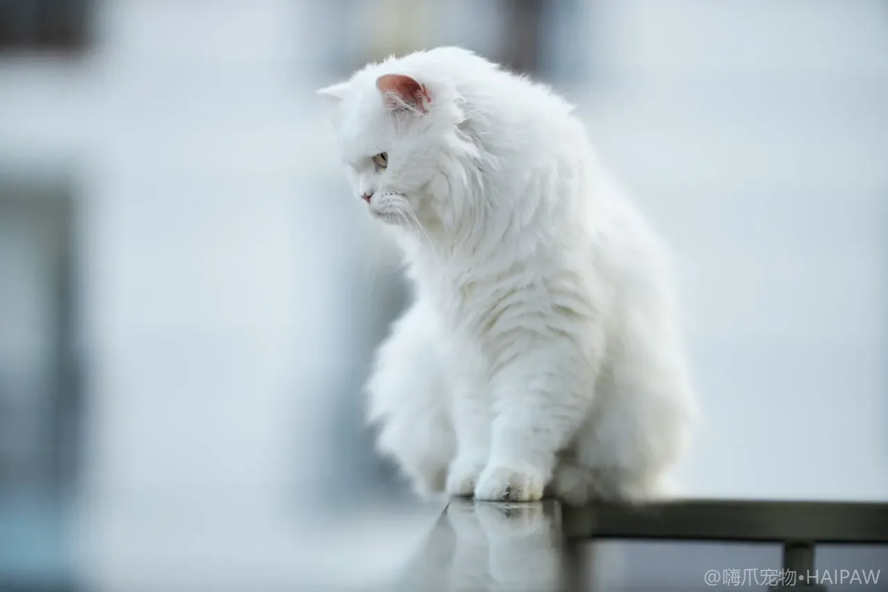 猫咪骨折或高处摔伤后如何判断严重性？家庭紧急固定与送医前处理要点