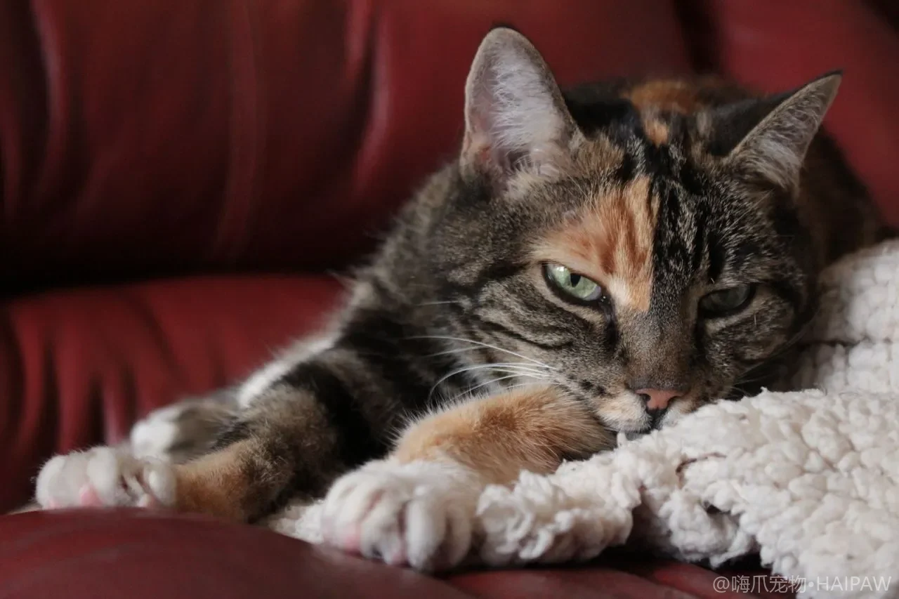 猫咪牙龈和眼白发黄要警惕，猫黄疸的常见病因识别与就医时机全解