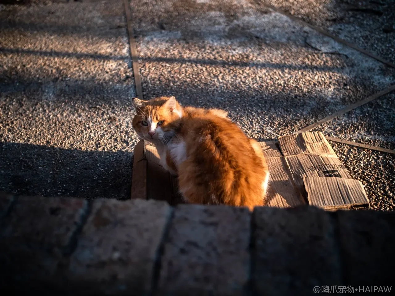 猫肚子鼓胀是胀气还是腹水？居家初步判断与送医时机的区分