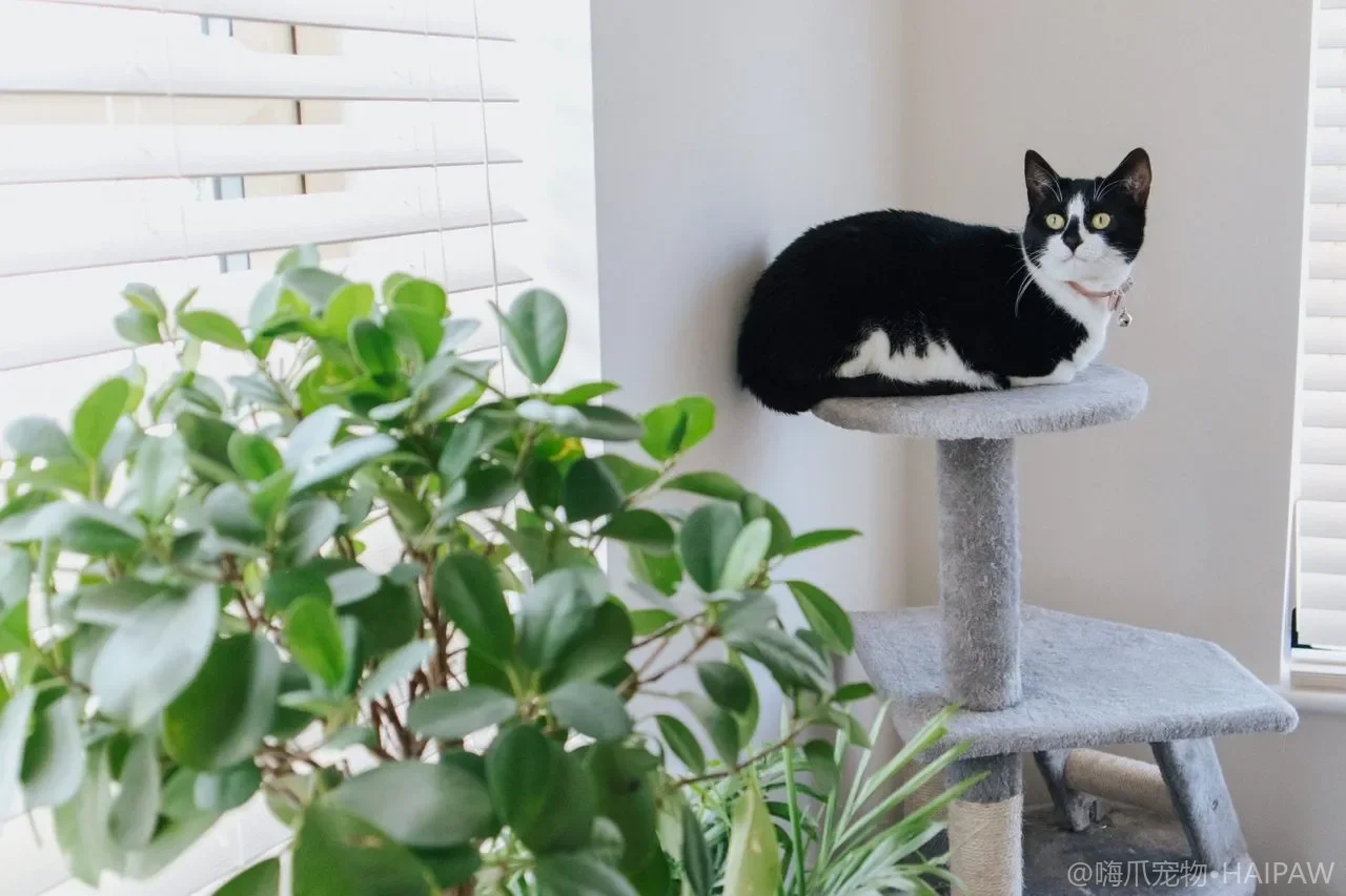 猫打完疫苗后低烧没精神正常吗？接种反应与居家看护的区分指南
