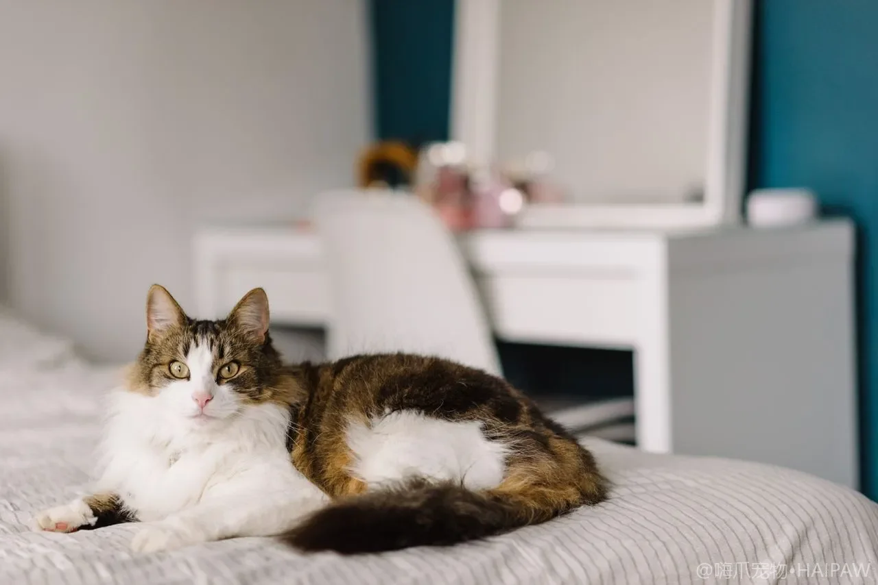 猫吐毛球频繁到底正不正常？区分生理性吐毛与病理性呕吐的界限