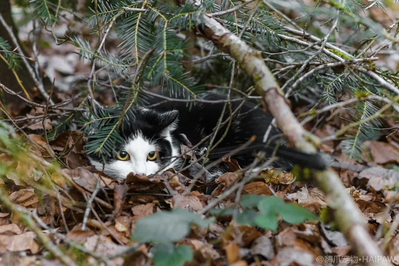 猫不会喊疼怎么看出来？从行为变化到身体信号识别猫咪藏起来的疼痛