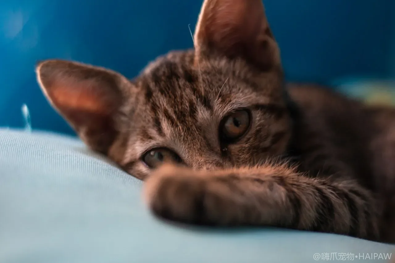 猫后腿突然发软站不稳是啥情况?后肢无力的常见原因与应对 猫后腿突然发软站不稳是啥情况?后肢无力的常见原因与应对