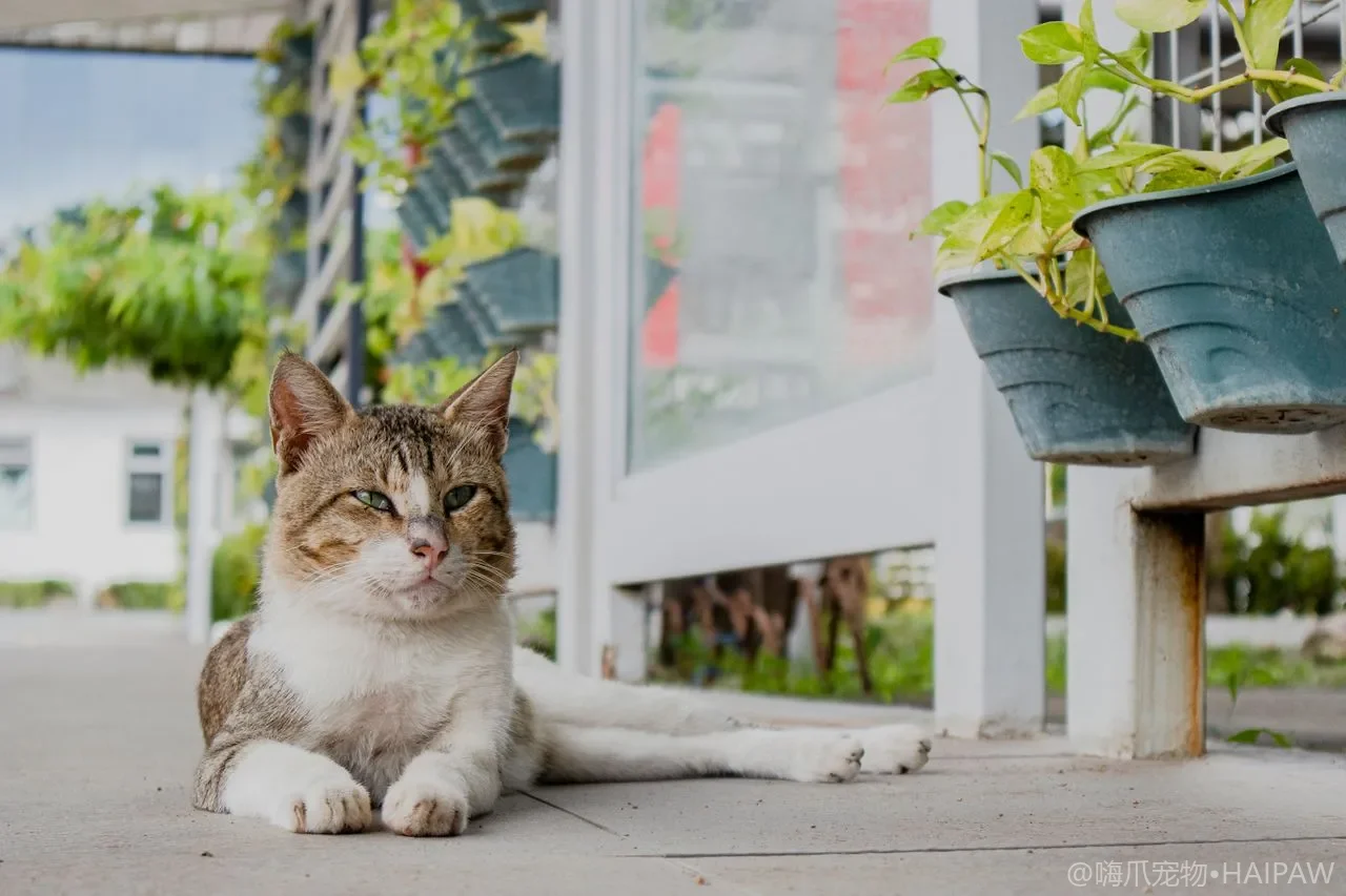 猫咪糖尿病的早期识别与居家管理：从多饮多尿到胰岛素治疗的全面指南
