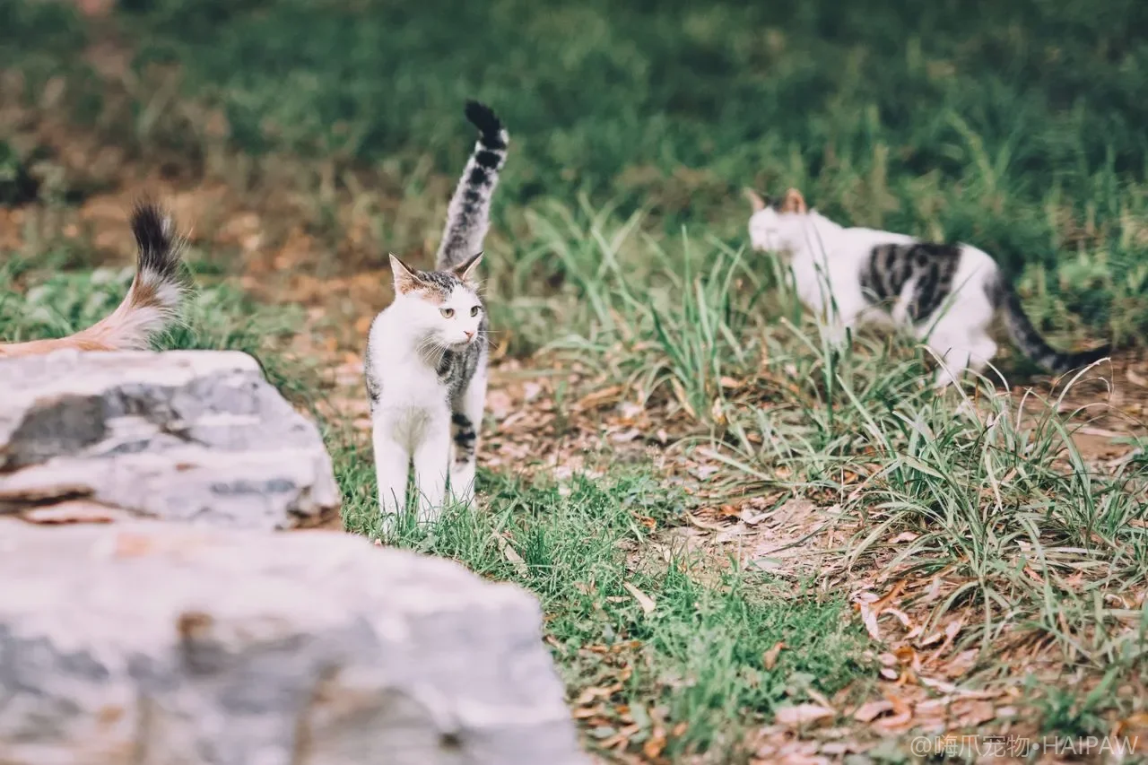 猫咪便秘的识别与居家应对：从便便形态到饮食调整的系统性方案