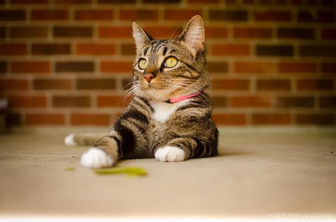 猫咪呼噜声的多重含义：从满足愉悦到疼痛自愈的声学信号解读
