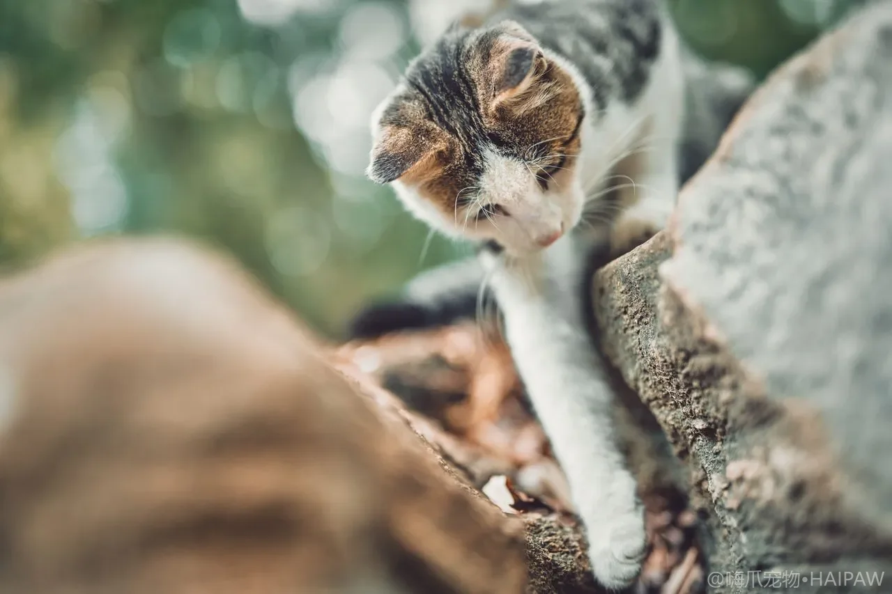 猫咪贫血的信号识别与原因排查：从牙龈苍白到便便发黑的系统性诊断思路
