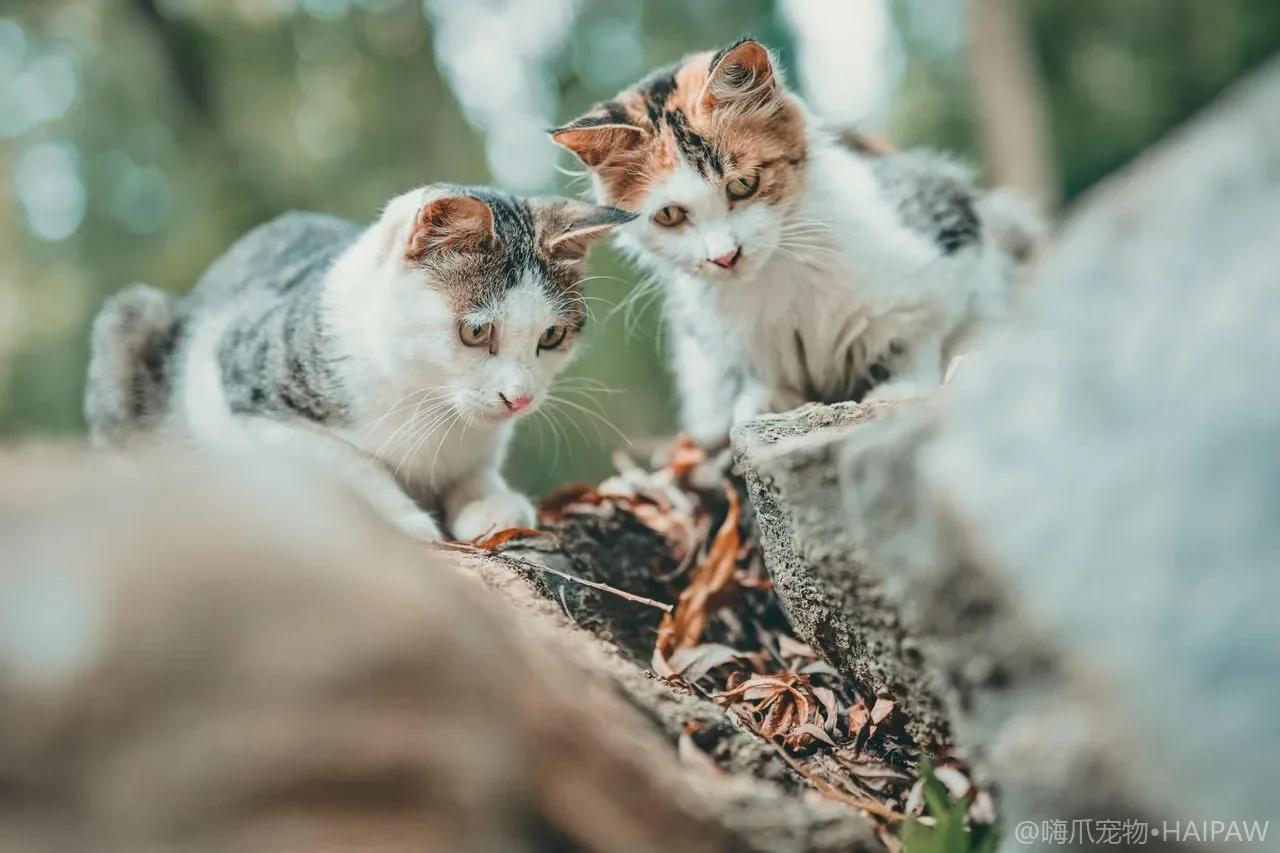 猫咪舔人的行为含义：从社交理毛到情感表达的多重信号解读