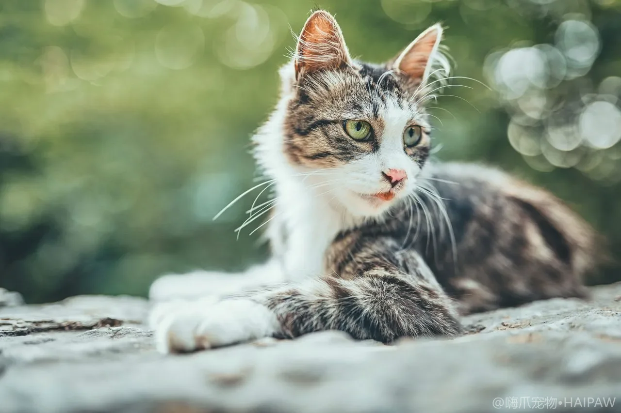 猫白血病病毒和猫免疫缺陷病毒有什么区别？从传播途径到检测时机看两种病毒的防护