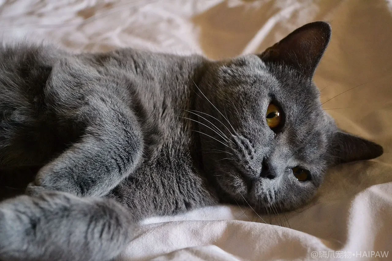 猫冲着你叫到底想说什么？不同叫声背后的诉求与回应方式