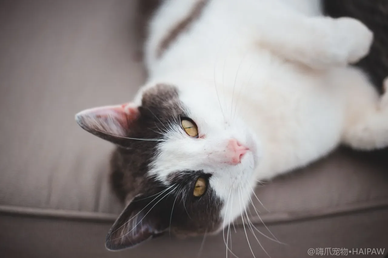 猫打哈欠伸懒腰只是犯困吗？藏在日常小动作里的情绪信号与健康线索