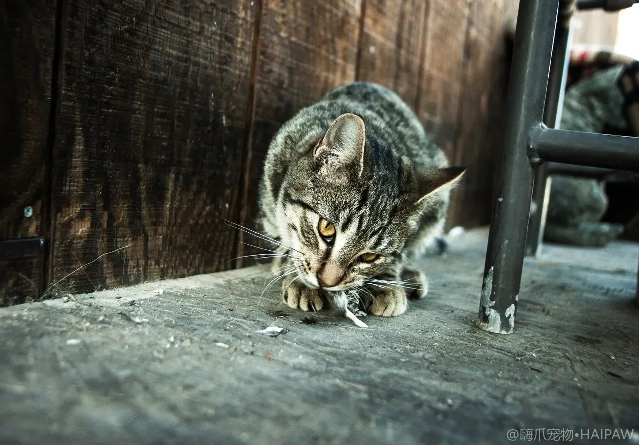 猫的耳朵为什么会转来转去？从平贴飞机耳到竖起转向读懂它的情绪密码