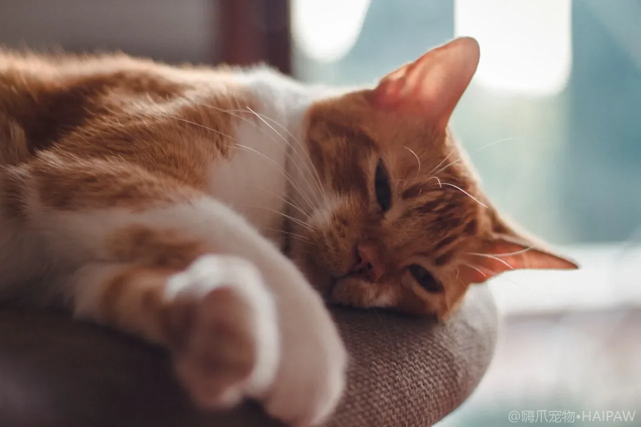 猫为什么总在你腿边绕来绕去？蹭腿撒娇标记与讨饭的行为解读