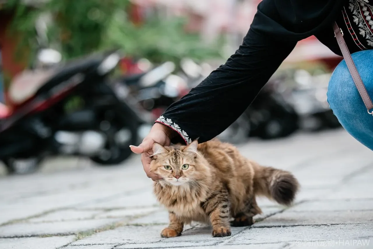 猫咪耳朵的日常清洁标准：从耳垢观察到洗耳水的正确使用方法