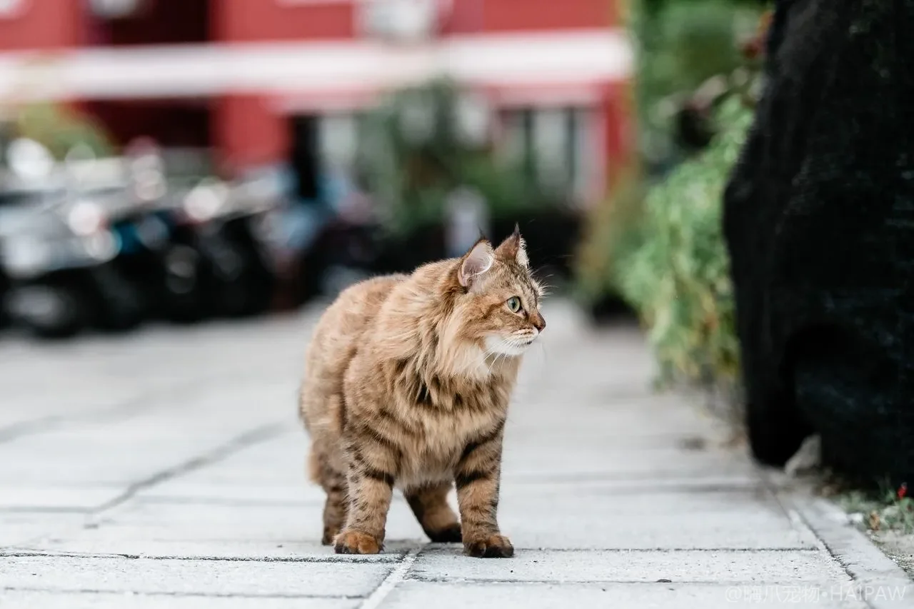 猫口炎为什么反复发作？牙龈红肿溃烂的识别与日常口腔管理要点