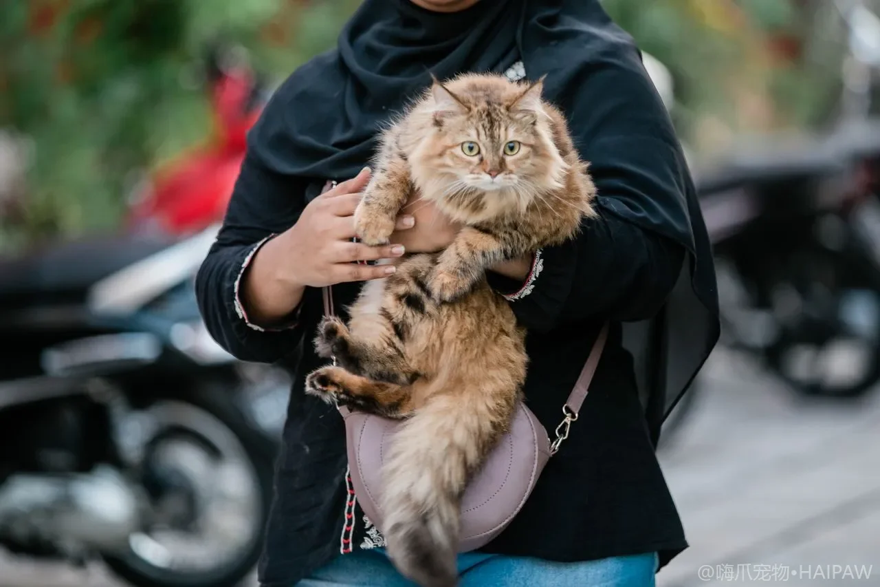 猫咪朝你翘起屁股抬尾巴是在表达什么？从尾姿读懂猫的问候信号