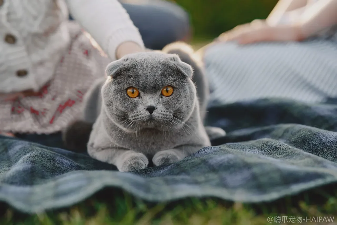 猫咪牙齿健康的日常维护：从牙菌斑观察到家庭口腔护理的完整方案