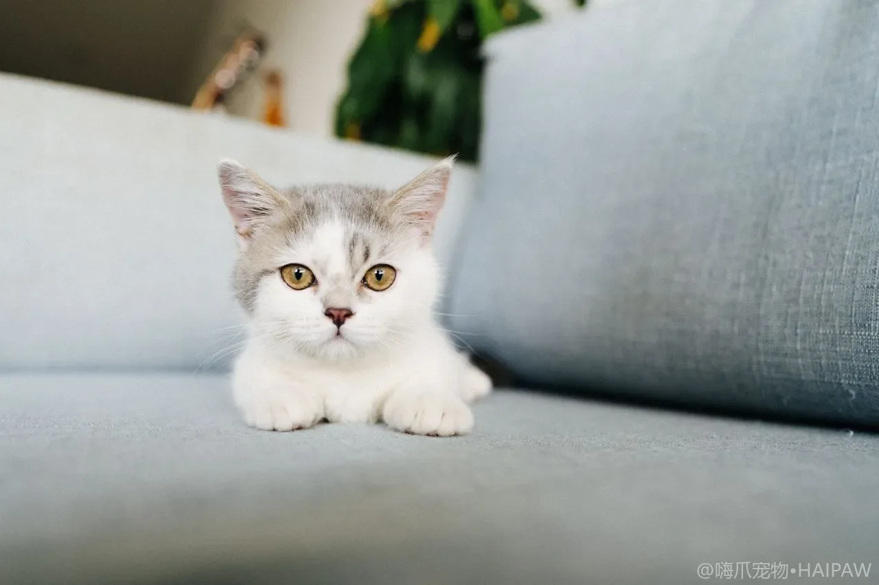 猫每天该梳毛几次才合适?梳毛手法频率与不同毛长的讲究 猫每天该梳毛几次才合适?梳毛手法频率与不同毛长的讲究