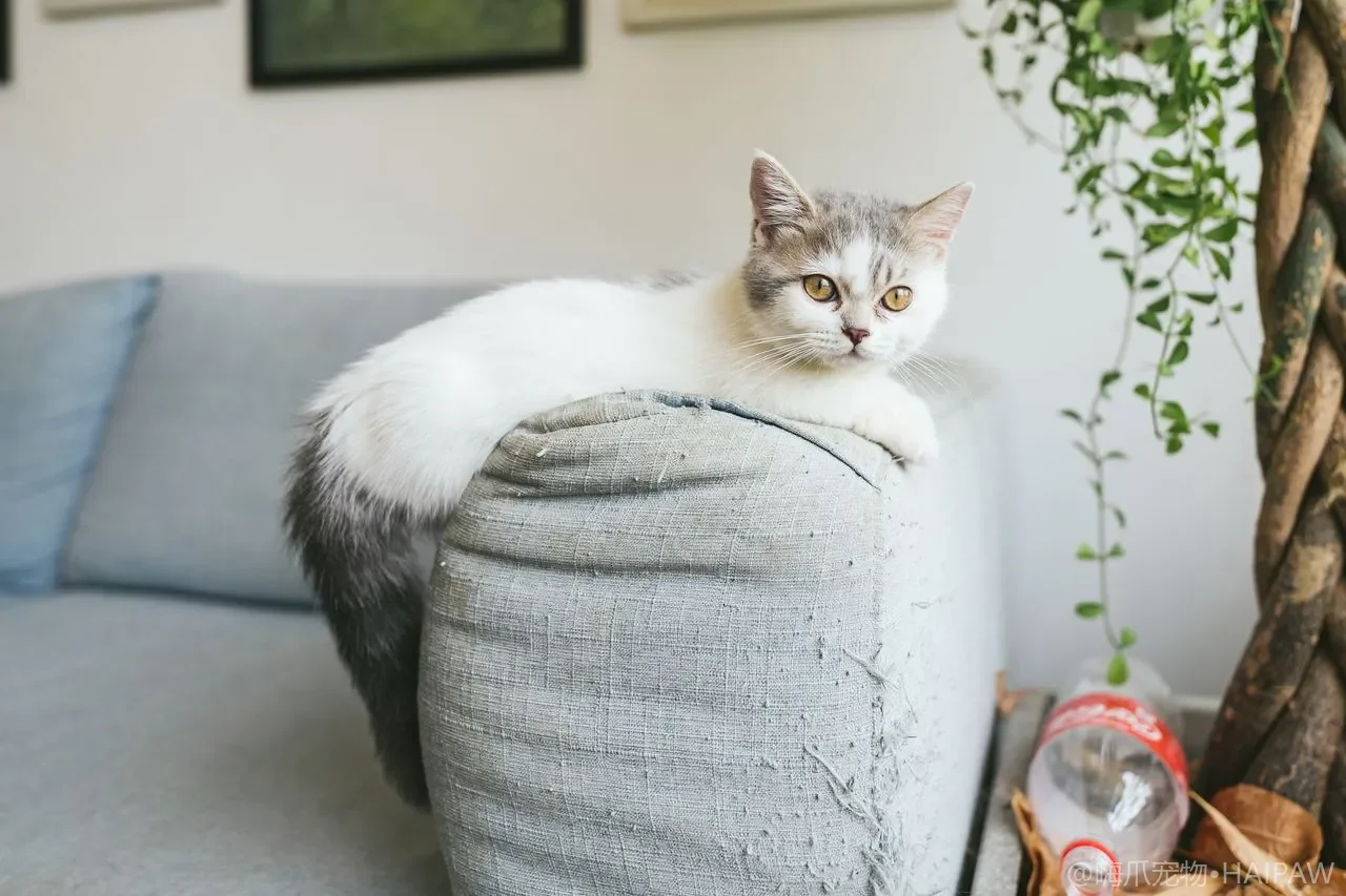 梅雨回南天猫咪最容易出什么问题？潮湿季节防霉防病的护理全清单