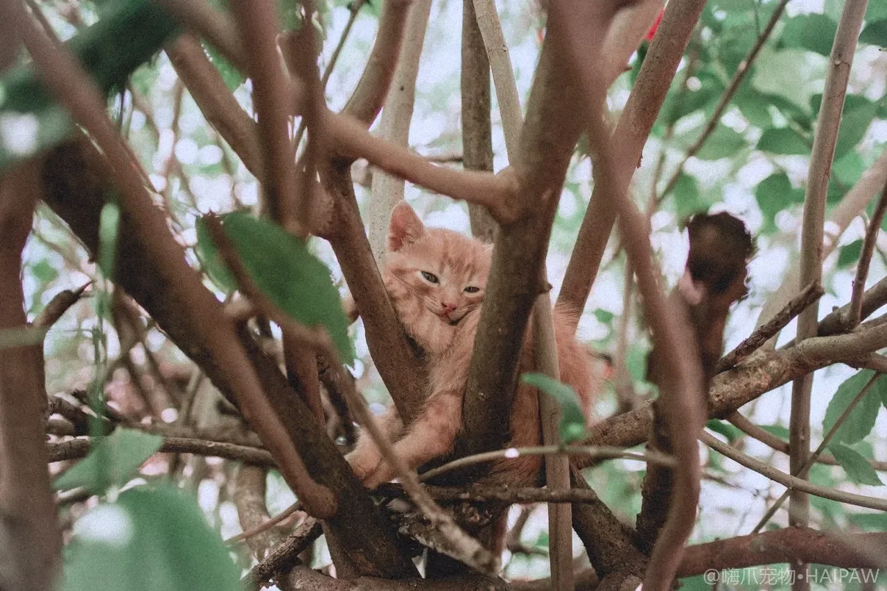 猫身上有跳蚤和蜱虫怎么发现和清除？居家体外驱虫与环境的同步治理
