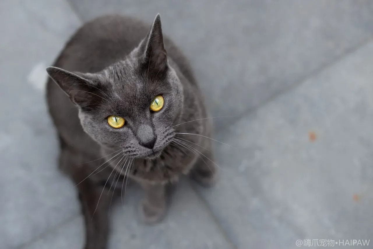 猫传腹早期信号怎么分辨?发热腹水和精神变化的识别与就诊时机 猫传腹早期信号怎么分辨?发热腹水和精神变化的识别与就诊时机