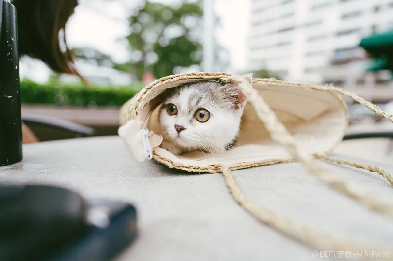 猫窝和猫爬架怎么清洁才不积味?日常除尘与除味误区的一次说清 猫窝和猫爬架怎么清洁才不积味?日常除尘与除味误区的一次说清