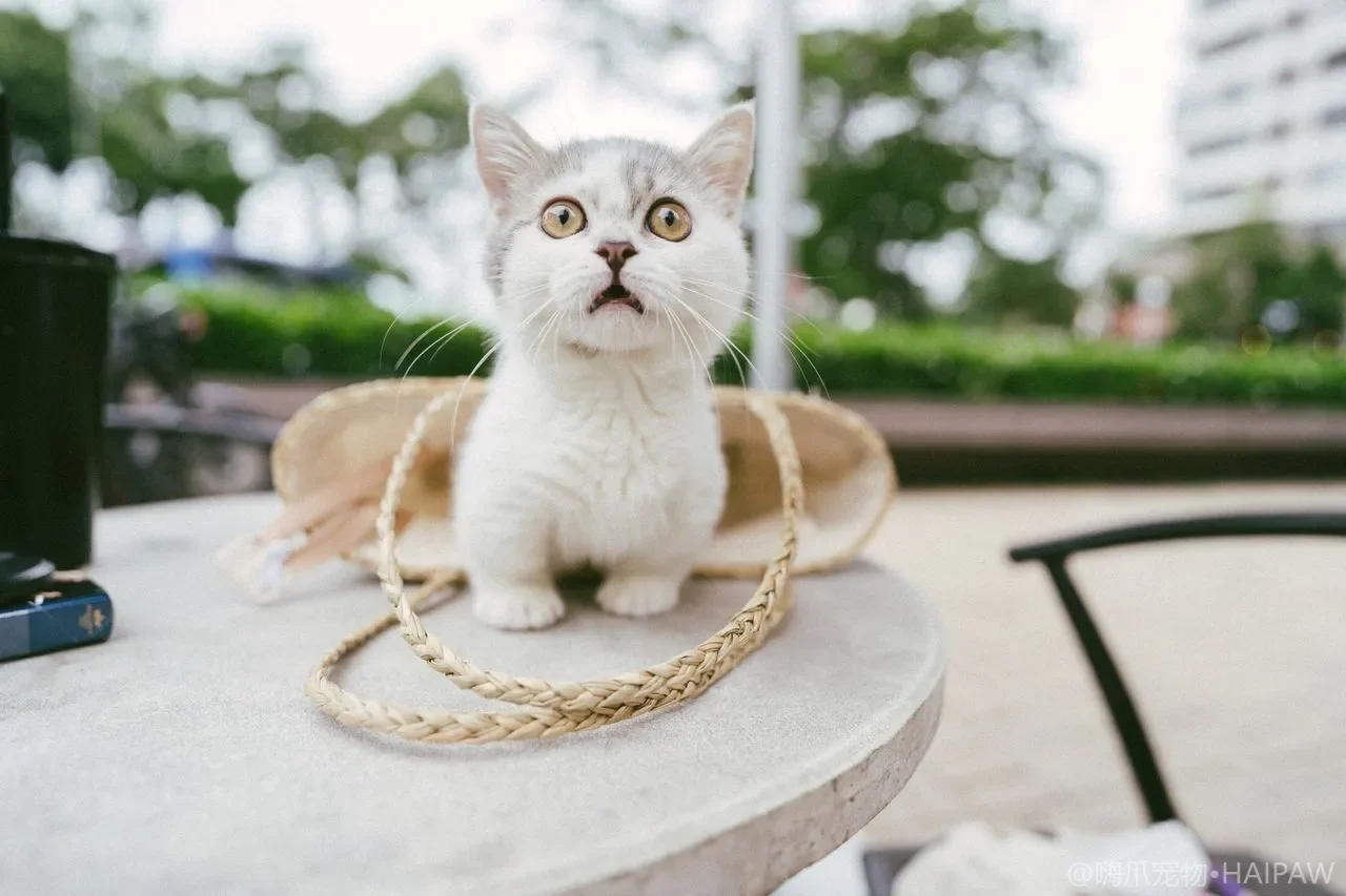 秋冬撸猫总被静电打?猫咪毛发静电的成因与家庭加湿防护全攻略 秋冬撸猫总被静电打?猫咪毛发静电的成因与家庭加湿防护全攻略