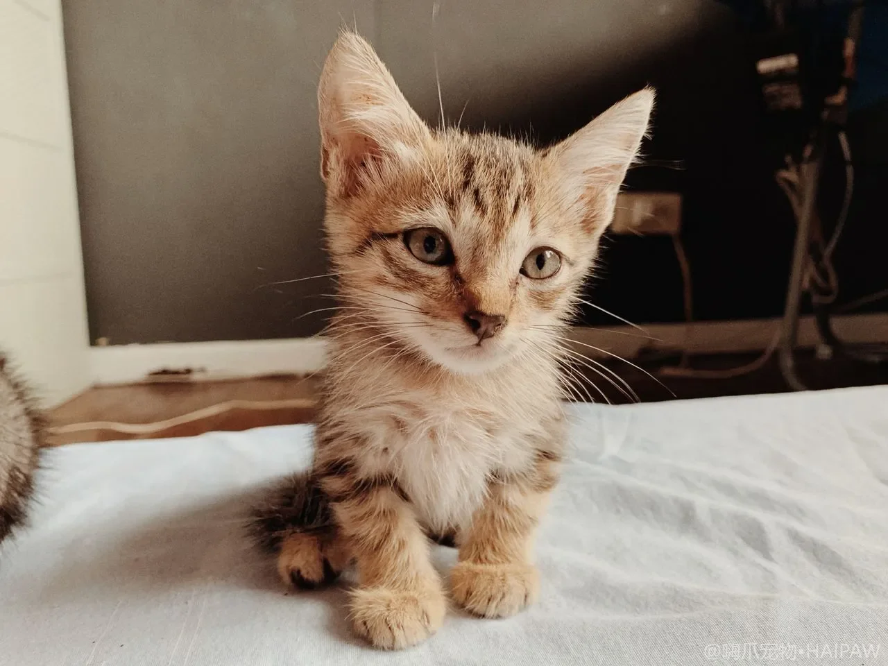 猫咪抗拒梳毛总是挣扎逃跑？用脱敏训练把每日梳理变成享受的节奏安排