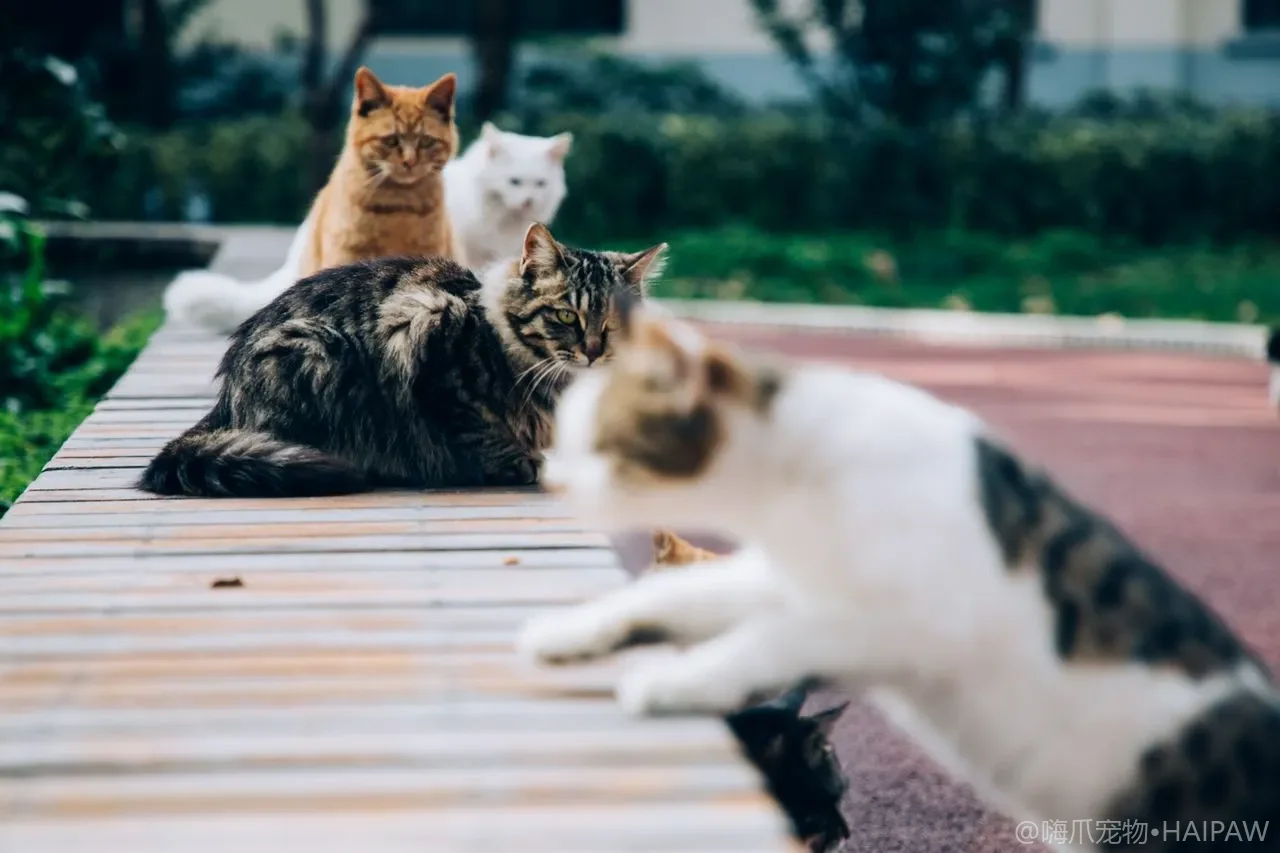 猫砂盆的摆放位置如何影响使用意愿：从行为学角度优化猫砂盆布局的实用指南