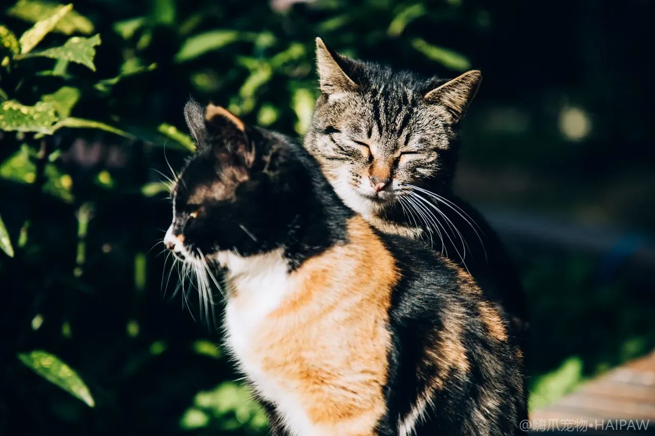 猫砂盆的清洁频率与彻底换砂方法：从日常铲屎到深度清洁的完整流程