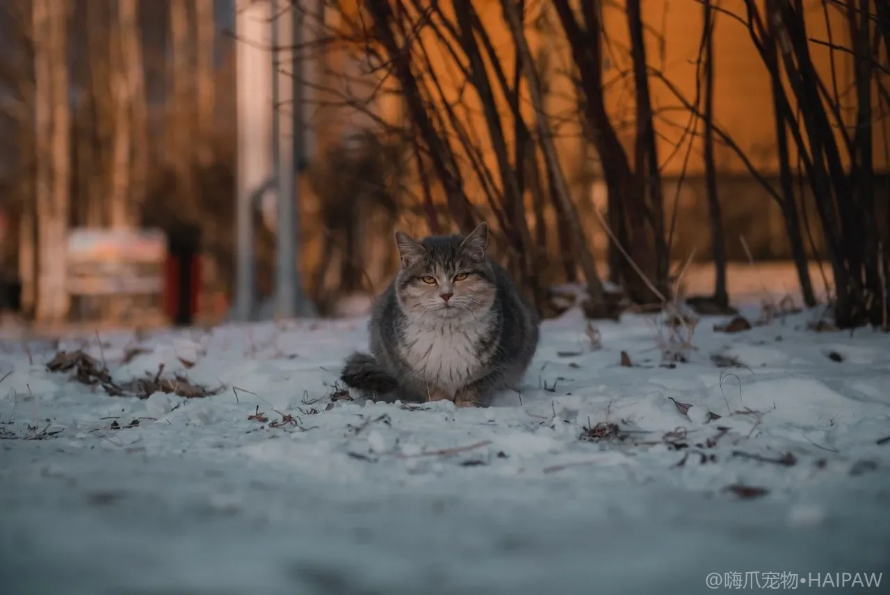 猫砂粉尘对猫咪呼吸道的影响:从粉尘来源到低粉尘猫砂选择与使用技巧 猫砂粉尘对猫咪呼吸道的影响:从粉尘来源到低粉尘猫砂选择与使用技巧