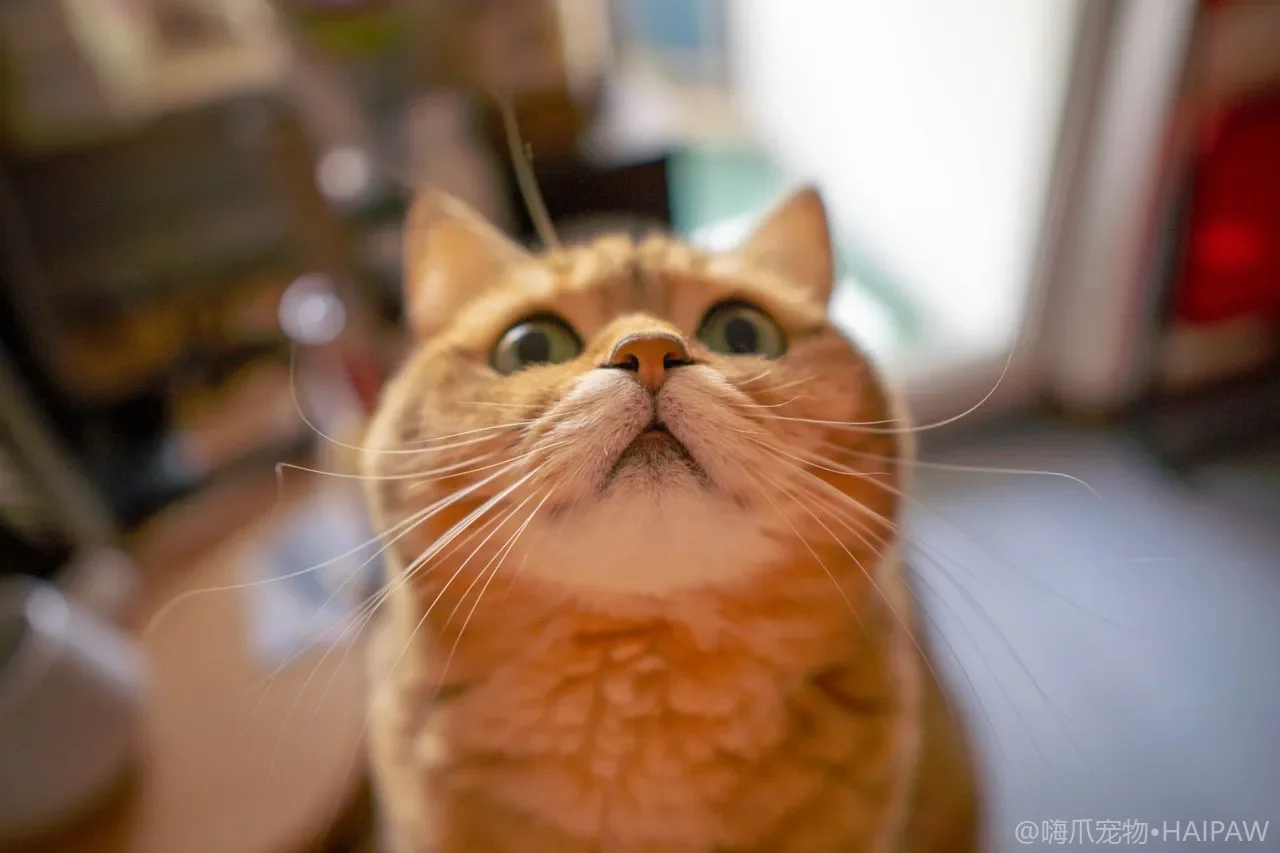 猫为什么爱吃猫砂？异食癖成因、风险与纠正训练办法