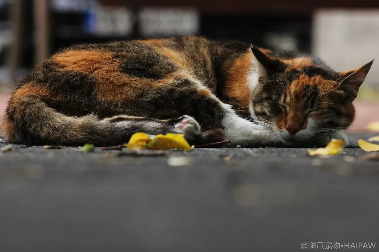 猫咪尿液颜色发黄发红起泡说明什么？从猫砂盆尿团读懂健康信号