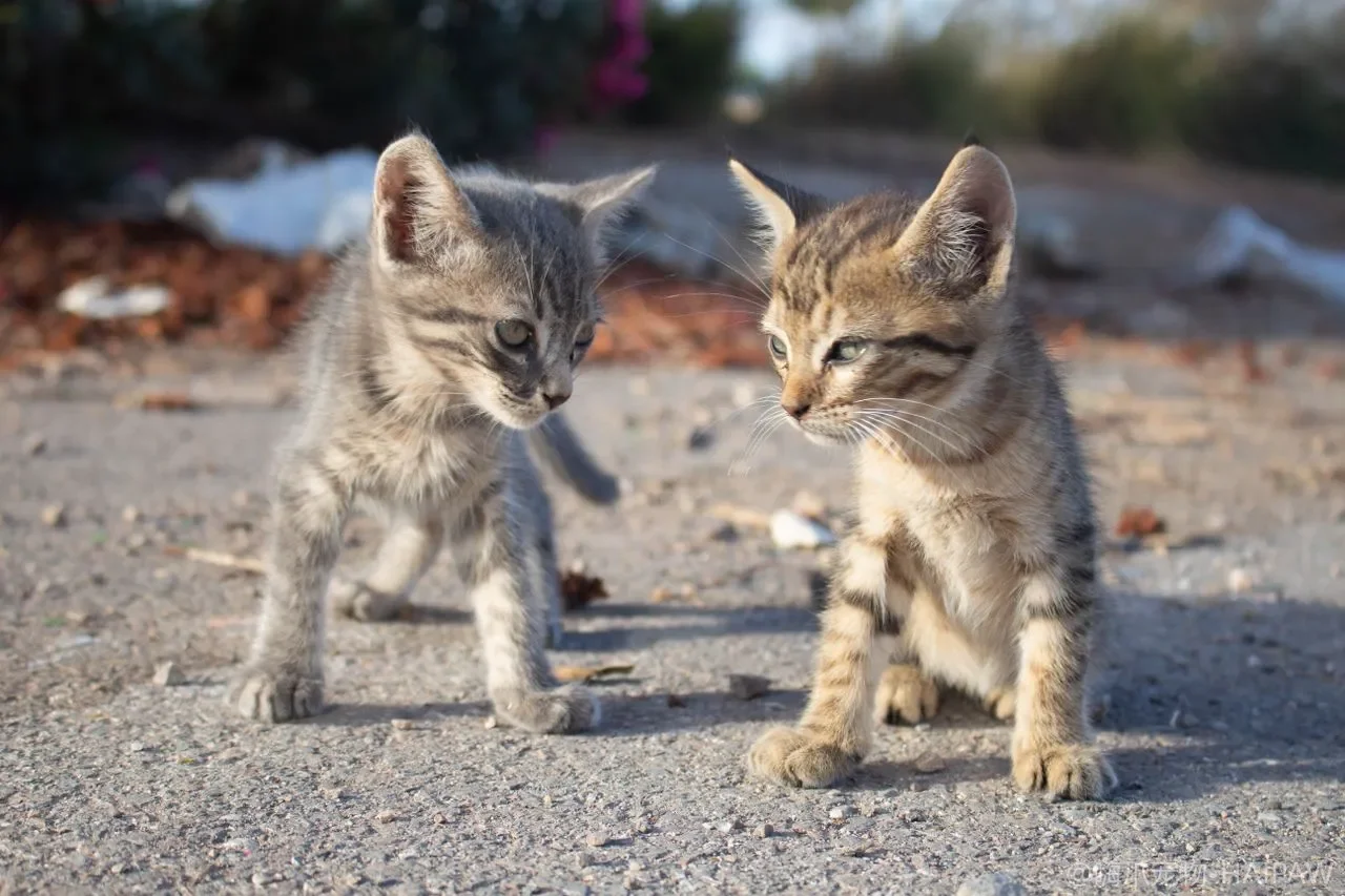 猫上厕所前爪总扒在盆沿是嫌弃什么？半进半出如厕姿势的排查与改造