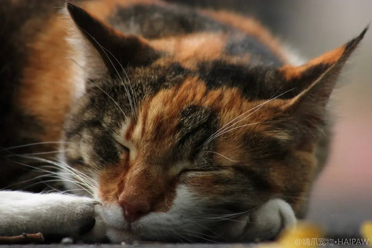 猫突然不肯进猫砂盆怎么办？从盆具环境到身体原因的一步步入户排查清单