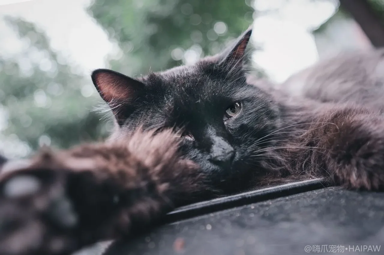 猫砂盆能用消毒水擦吗？清洁剂对猫的毒性筛查与安全除味实操指南