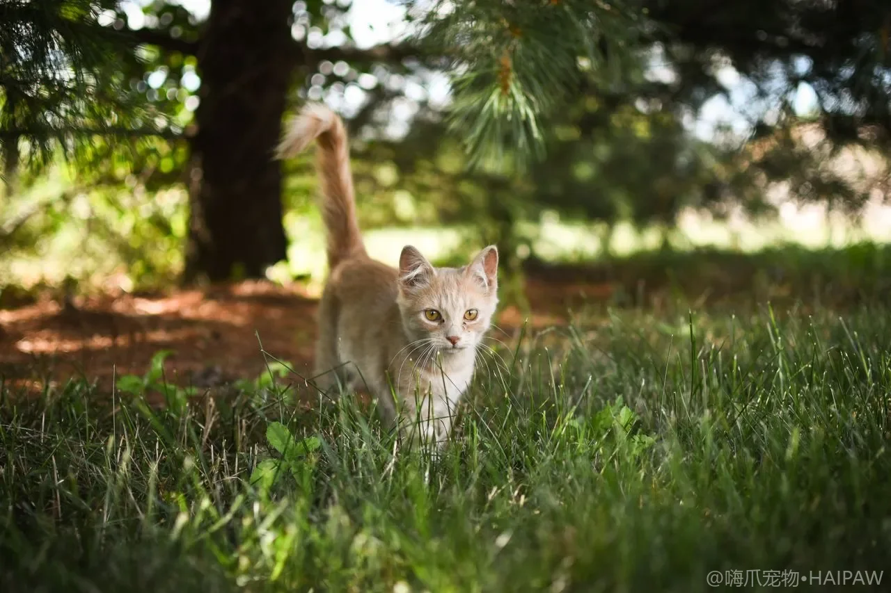 夏天猫砂受潮生虫怎么办？高温高湿季节的猫砂储存与砂盆防虫管理