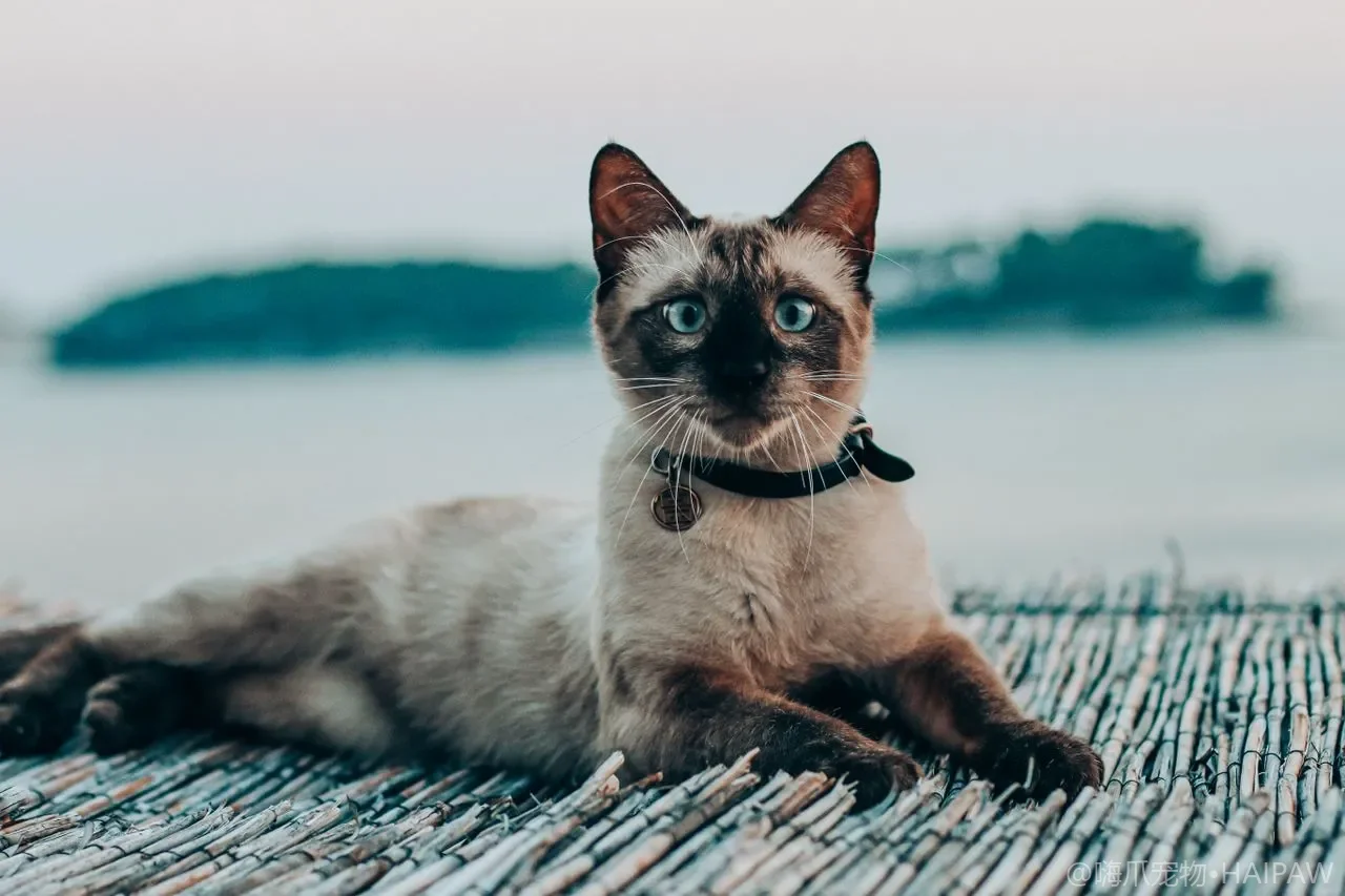 猫砂到底铺多厚才合适？不同猫砂厚度标准与省砂技巧