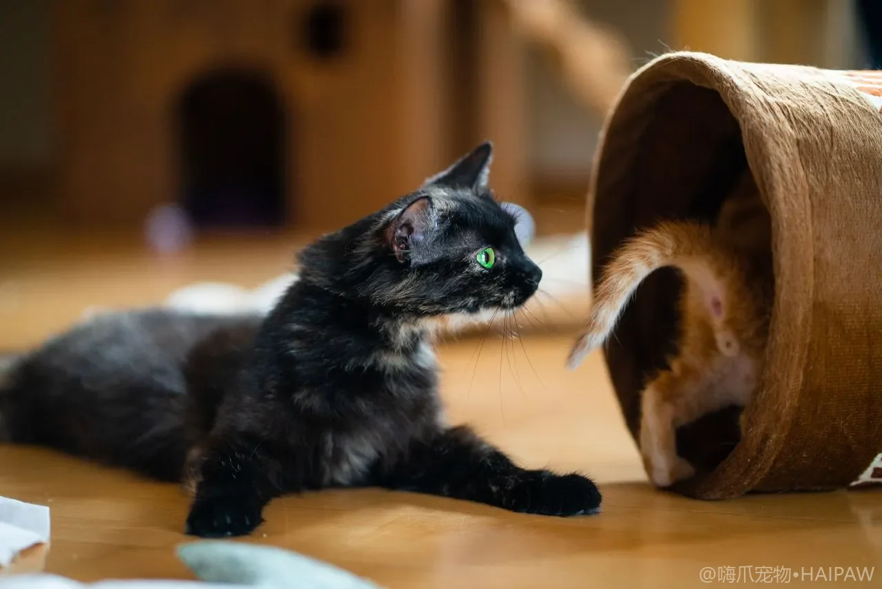 猫砂结团一碰就散是什么原因？从材质到尿量判断结团失败的排查