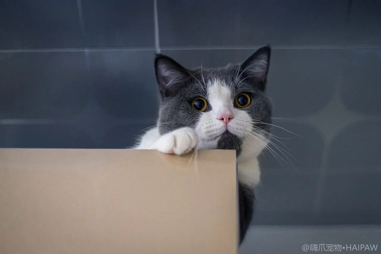 多猫家庭的资源分配法则：食盆水盆猫砂盆与休息区的数量与分布原则