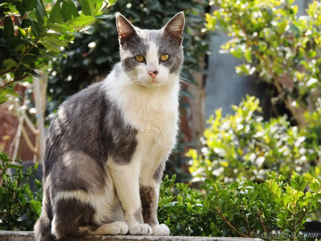多猫家里胆小猫总被欺负怎么办？给弱势猫安全空间与公平对待