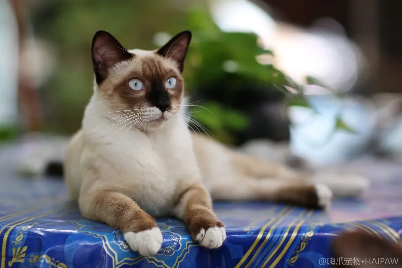 猫尿不出来有多危险？从血尿到尿道阻塞的FLUTD全攻略：早期信号识别与急诊判断标准