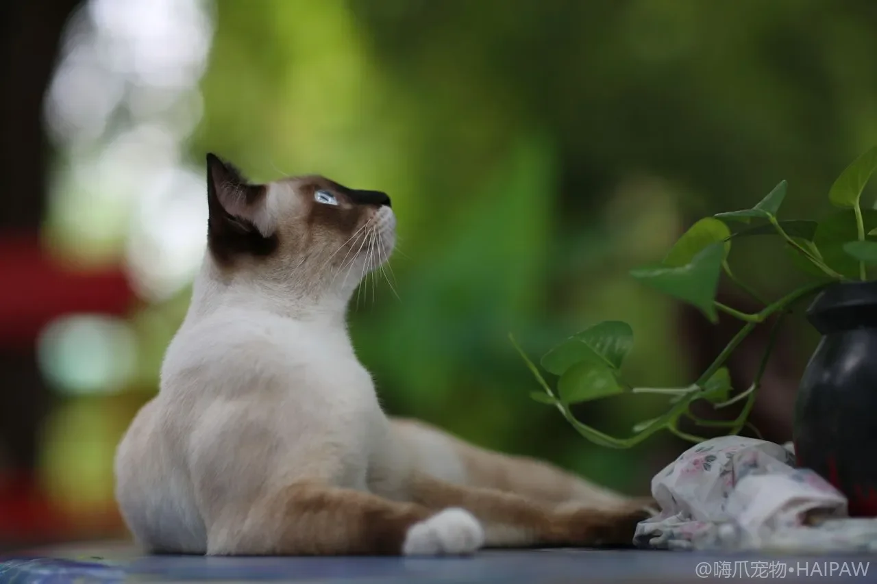 给十岁老猫添只小奶猫作伴是好事吗？年龄差多猫家庭的组合评估指南