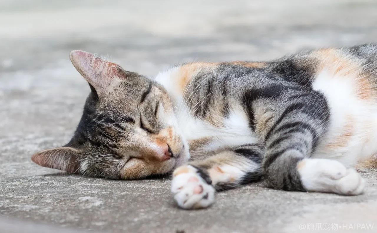多猫家庭新猫怎么分房隔离？从气味交换到逐步见面的引入节奏
