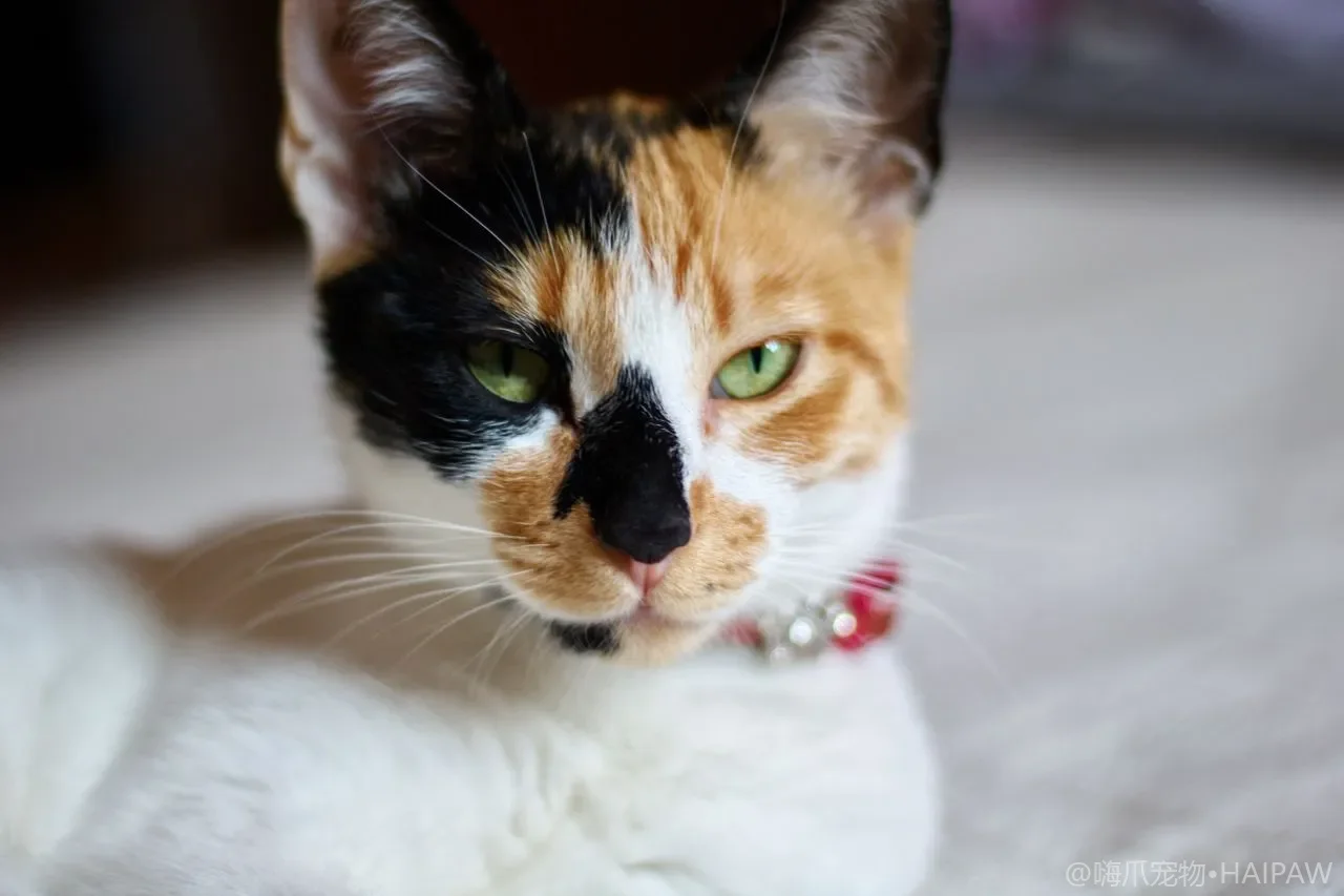 多猫家庭一只感冒会不会传染全屋？呼吸道病交叉防护与隔离