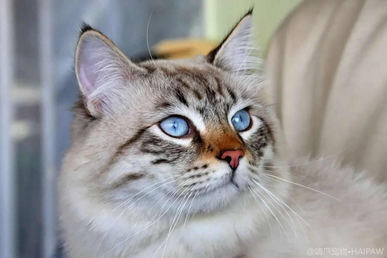 猫咪洗澡频率与免洗护理方案：从科学判断是否需要洗澡到干洗产品的选择