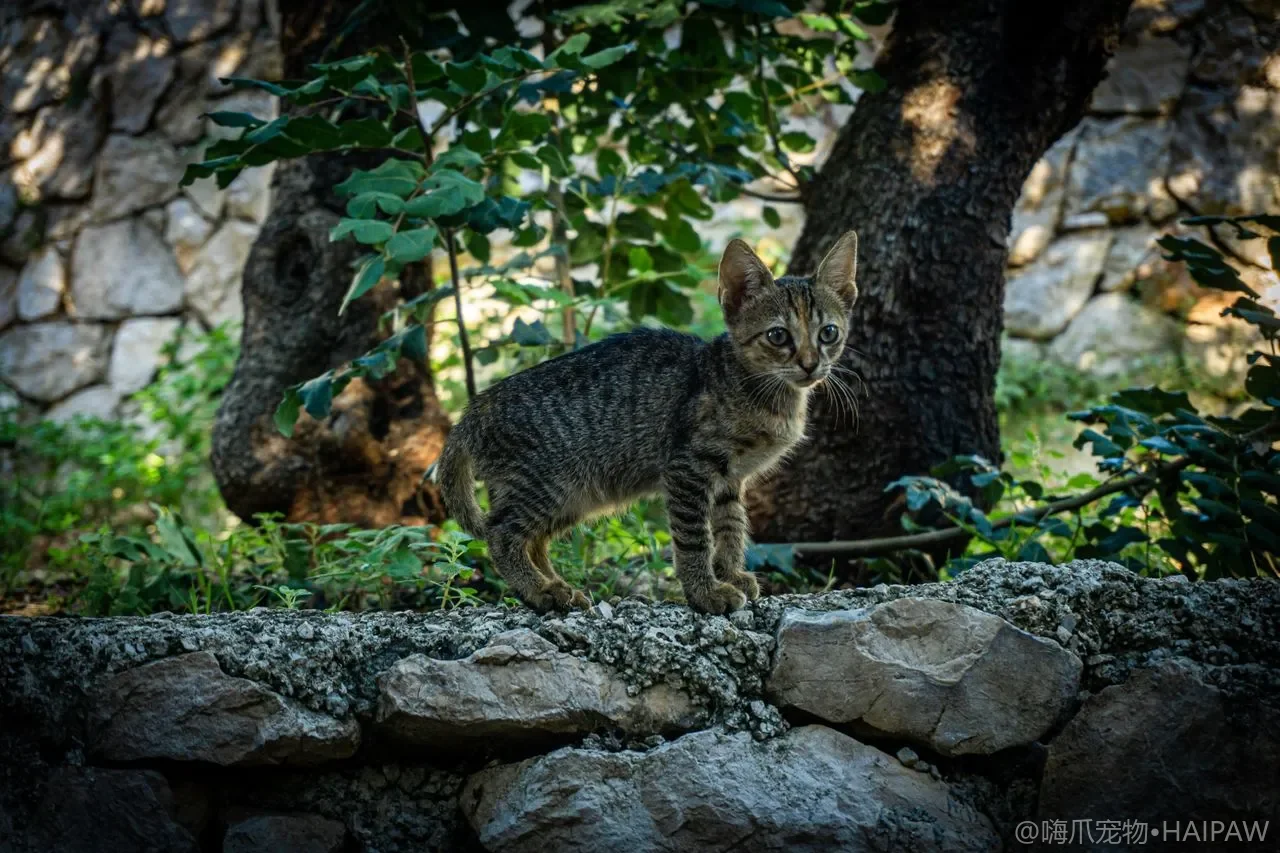 猫咪指甲修剪的正确方法：从结构认识到剪血线应急处理的完整操作指南