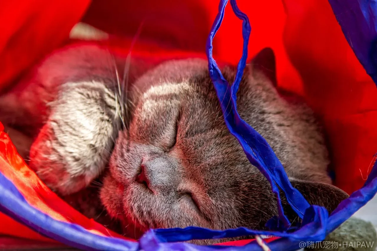 猫洗完澡怎么吹干才不感冒？水温风速与安抚吹毛全流程