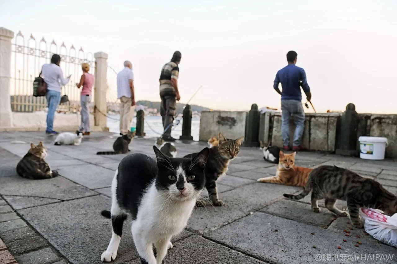 猫眼屎和泪痕到底该怎么清理才不伤眼？眼周护理的手法频率全攻略