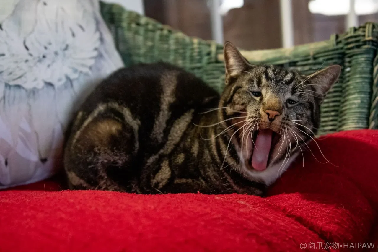 短毛猫是不是就不用梳毛了？日常梳理去废毛与观察皮肤的健康价值